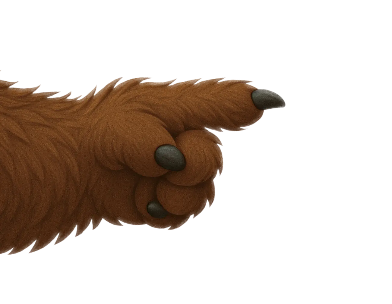 Baloo Brands Pointing background image